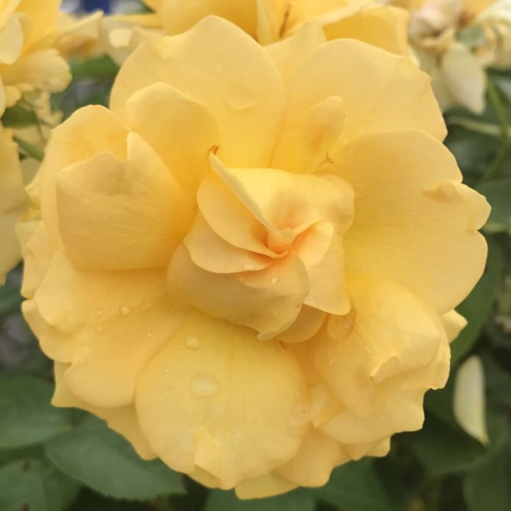 Meet your Posher, Madison